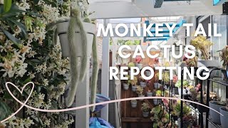 How to Grow the Rare Monkey Tail Cactus [upl. by Ofella]