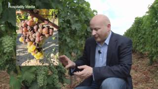 Bordeaux Revisited  Sauternes  Episode 5 Ronan Sayburn MS [upl. by Luckin]