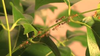 Weaver ant nest building  tool use by an insect [upl. by Giustina301]