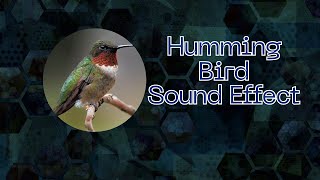 Humming Bird l Bird Singing l Sound effect l Free download for video editing [upl. by Randell470]