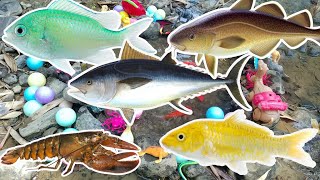 WADIDAW Fish Hunting Berburu Mencari Ikan Hias Ikan Mas Ikan Lele dan Ikan Koi Goldfish di Hutan [upl. by Onirotciv]