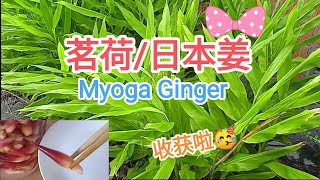 20230228 南半球 夏末 茗荷日本姜Myoga Ginger 采收糖醋腌渍 [upl. by Ellivro]