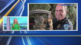 NCPD captain locates family’s dog after autopedestrian accident [upl. by Almat290]