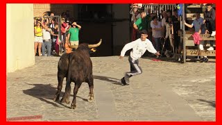 ÁGREDA  SORIA  MATINAL VACAS EN CALLE  LUNES 2 OCTUBRE 2023  GANADARRIAZU [upl. by Herring]