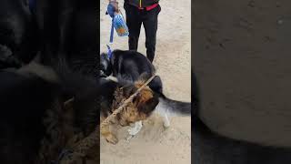 German Shepherd vs Husky Fight  All About Dogs shorts short youtubeshorts germanshepherd [upl. by Lotus]