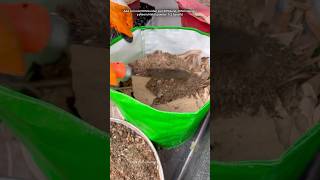 Grow bag kaise bharen gardening youtubeshorts [upl. by Oberon]