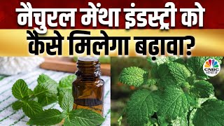 Mentha Commodity देश में मेंथा की राह नहीं रही आसान क्या वाकई गिर रहे नैचुरल मेंथा Oil के दाम [upl. by Ayaet]