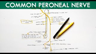 Common Peroneal Nerve  Deep Peroneal Nerve amp Superficial Peroneal Nerve  Anatomy Tutorial [upl. by Eilssel]