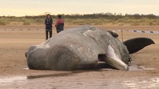 Baleia rara é filmada em seu habitat pela primeira vez [upl. by Dur617]