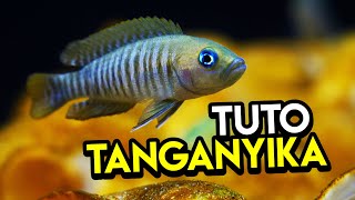 Tuto AQUARIUM TANGANYIKA pour débutants  Neolamprologus Multifasciatus [upl. by Tsepmet]