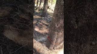 Wedging over a big lodgepole pine chainsawman firewood [upl. by Georgianne]