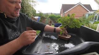 Ligustrum and European Larch Bonsai Repot Day 2 [upl. by Harriet]