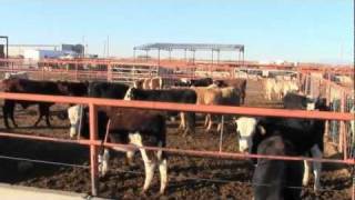 Importing Mexican Cattle  Full Episode [upl. by Roel]