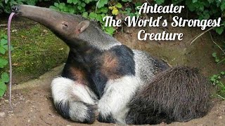 The Amazing Anteater A Fascinating Animal with a Unique Tongue [upl. by Oiuqise498]