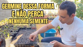 ✔️GERMINE DESSA FORMA E NÃO PERCA NENHUMA SEMENTE DE ROSA DO DESERTO [upl. by Alegre]