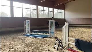 Cabrio  Show Jumper Hunter  Conthargos  2018  Gelding [upl. by Alveta]