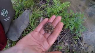 pickerel frog in the swamp lands [upl. by Winola]