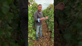 In the vineyards with Loïc DugatPy and William Kelley [upl. by Eibmab]