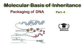 Packaging of DNA helix  Nucleosome model  Molecular basis of Inheritance  Class 12th  NEET [upl. by Brozak]