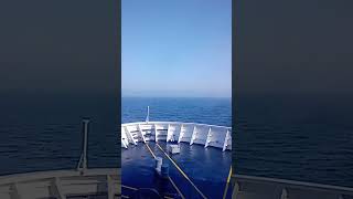 DFDS Ferry Newcastle to IJmuiden bird passenger [upl. by Eniarda]