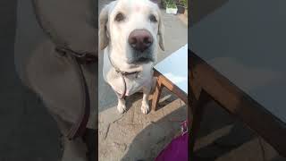 labrador scoober doglover scooberslabrador cobberdog [upl. by Rexana264]