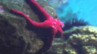 Red starfish in a aquarium in HD [upl. by Rupert160]