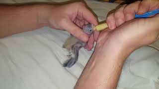 Charlie ruční dokrmování korely  Charlie baby cockatiel hand feeding [upl. by Llevra]