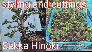 Sekka Hinoki styling and cuttings [upl. by Ahsiuqal]