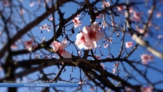 Video HD Almendros en flor [upl. by Nollid]