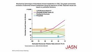 Phosphorus Part 4 Phosphate Homeostasis 3 [upl. by Hylton]