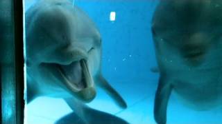 CNN Dolphins see themselves in mirror [upl. by Nathaniel621]