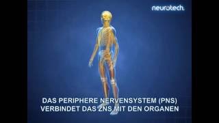 Grundlagen 1 Das Nervensystem ZNS PNS neurotech [upl. by Gerry674]