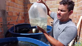 como criar tilapia em caixa dágua alevinos de Tilápia em caixa dágua farming in a water tank [upl. by Caputo]