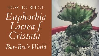 How to repot Euphorbia Lactea f Cristata  BarBees Pocket Garden [upl. by Blanche737]