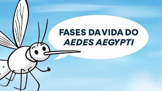 Ciclo de vida do mosquito Aedes aegypti [upl. by Enivid331]