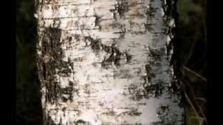 Betula pendula  silver birch [upl. by Ecinue]