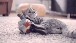 Whiskas Katzenfutter TV Werbung 2013 [upl. by Ykcub917]