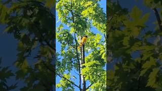 Baltimore Oriole Soundsinging [upl. by Ydnab107]