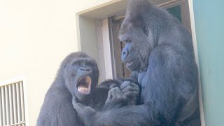 An emotional moment Gorilla father and son reconciled after a fight  Shabani Group [upl. by Ayomat616]