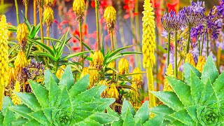 Cold Hardy Flowering Aloes  Rare Giant amp Colourful Succulents for UK Gardens [upl. by Allenaj]