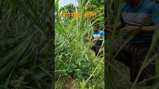 কৃষি জমিতে গোখরা সাপ Gokra snake in agricultural landviralvideo [upl. by Yerffeg339]