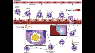 L39 Extravasation Diapedesis Understanding the Molecular Mechanisms Part 4 [upl. by Wright349]