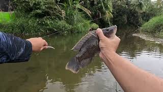 Pesca en río urbano de PUERTO RICO  Guapotes amp Tilapias [upl. by Barbe931]