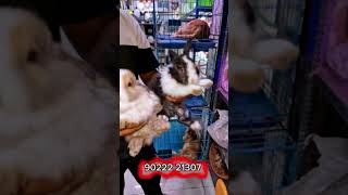 Offer price maharashtra aquarium store youtubeshort trandingshorts viral Imp Rabbit baby [upl. by Fanestil]