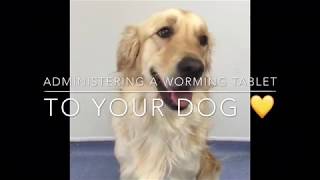 How to give a Worming tablet to your Dog [upl. by Michale]