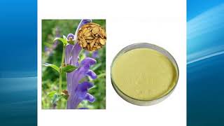 scutellaria baicalensis extract supplierwholesalebulkfactory [upl. by Strohben]