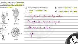 The given figures show the members of fungi and simple plants such [upl. by Derraj]