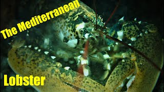 The Mediterranean Lobster European lobster Homarus gammarus Средиземноморски Омар [upl. by Fortunato]