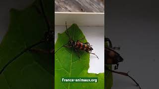 ♂️Leptura aurulenta Fabricius 1792 Cerambycidae Lepture couleur dor longicorne lepture dorée [upl. by Stephine252]