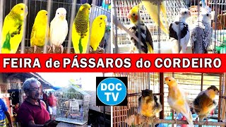 Feira de Pássaros e Gaiolas do Cordeiro passaros criarpassaros feiralivre [upl. by Ian459]